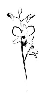 Summer Floral Sketch