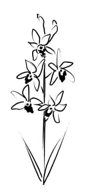 Ink Sketch of Orchids Blooming