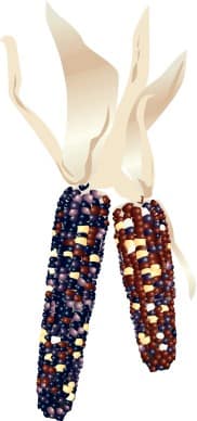 Colorful Indian Corn