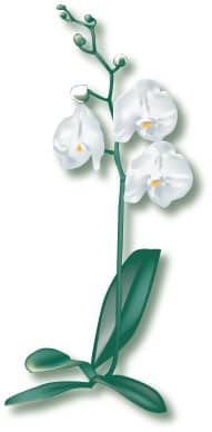 White Orchid Begins to Blossom