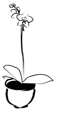 Potted Orchid Plant with Budding Flowers