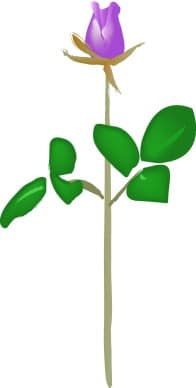 Deep Purple Rose Stem