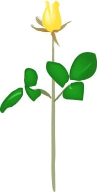 Bright Yellow Rose Blossom