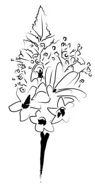 Bridal Bouquet Sketch