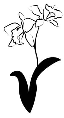 Orchid Ink Sketch