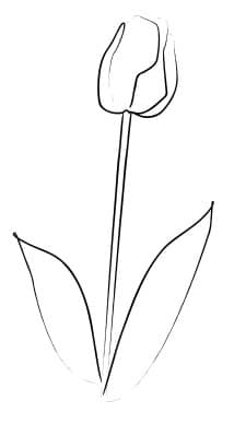 Elegant Tulip Sketch