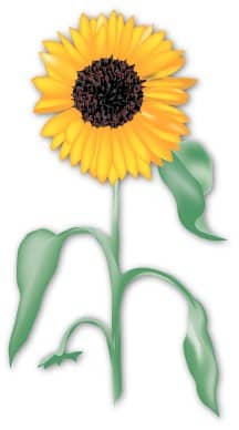 Summertime Sunflower in the Garden