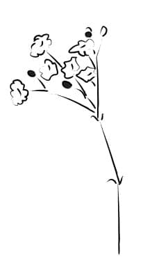 babies breath decoration