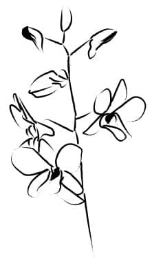 Orchid Blossoms Unfold