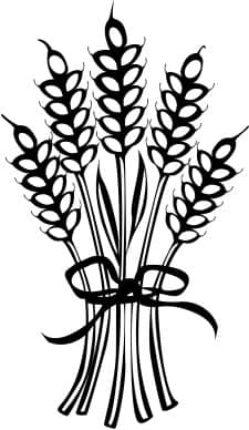 Wheat Tied with Ribbon