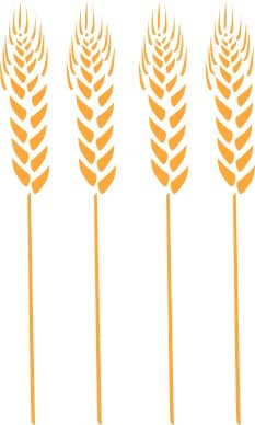 Four Wheat Stalks
