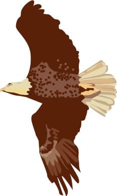 Soaring Eagle