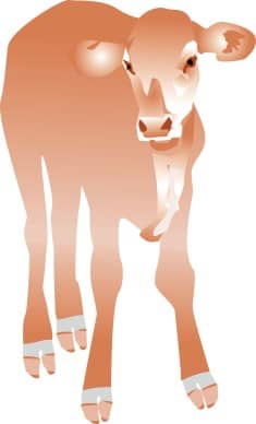 Nativity Stable Calf