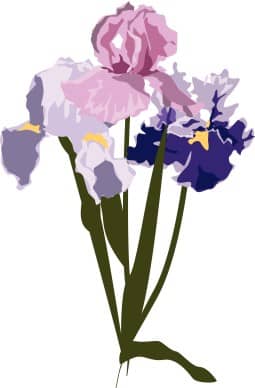 Spring Irises
