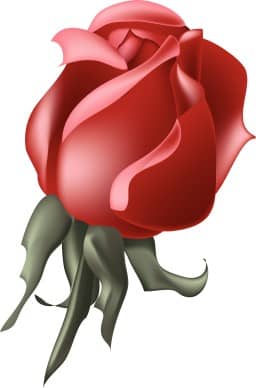 Rich Red Rose