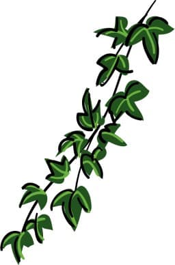 Contemporary Ivy Vine