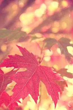 Autumn Leaf Christian Stock Photos