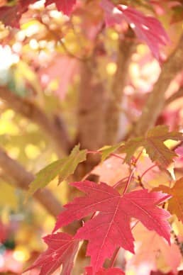 Fall Leaves Faith Stock Photos
