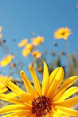 Yellow Flower Christian Stock Images