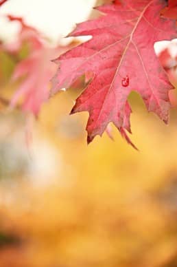 Maple Leaf Religious Stock Images