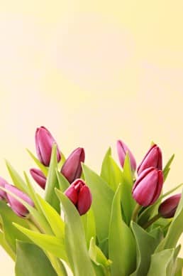 Tulips Church Stock Photos