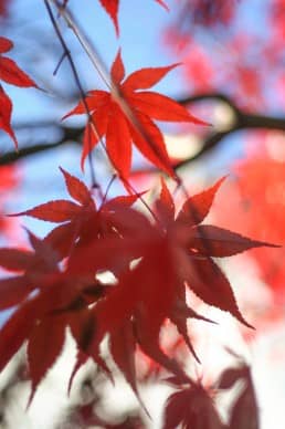 Red Orange Fall Ministry Stock Image