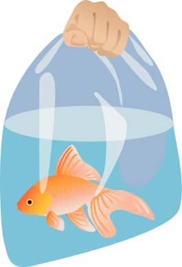 Goldfish in a Bag