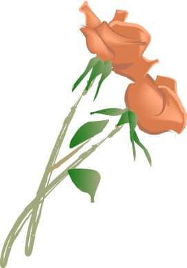 Two Pink Rose Blossom
