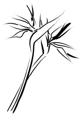 Cut Tropical Blossoms