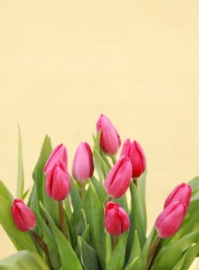 Spring Flowers Christian Stock Images
