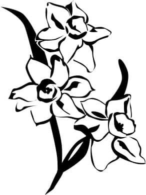 Spring Daffodils  Black and White