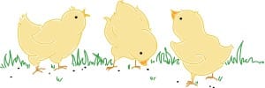 Chicks in the Grass