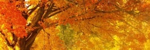 Fall Website Banner