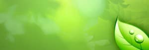 Green Leaf Website Banner