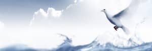 Dove Website Banner