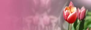 Tulips Website Banner