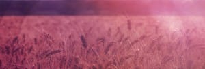 Harvest Field Website Banner