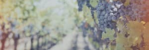 Abundant Blessings Religious Website Banner