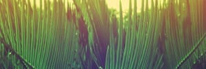 Palm Sunday Hosanna to the King Church Website Banner
