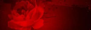 Rose Website Banner