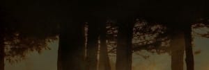 Trees Website Banner