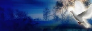 Spirit Dove Website Banner