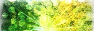 Spring Light Website Banner