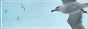 Seagull Website Banner