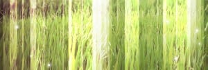 Grassy Field Website Banner