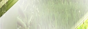 Field of Grass Website Banner