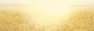 Field Website Banner