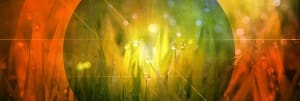 Growing Grass Web Banner