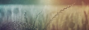 Wheat Field Harvest Fall Autumn Website Banner Graphicas