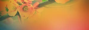 Peach Spring Blossoms Christian Website Banner